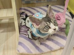 -momokira米努特·德文卷毛猫·棉花面纱犬