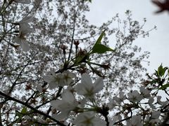 -沙市市中山公园