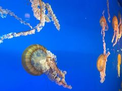 -太平洋海底世界