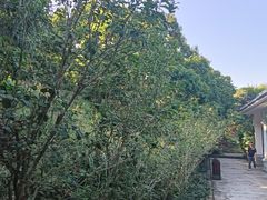 -大屏嶂森林公园