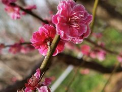 -梅花山(明孝陵内)