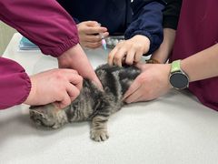 -北京观赏动物医院·24小时大型综合·猫专科·异宠专科