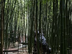 -泰山风景名胜区-普照寺