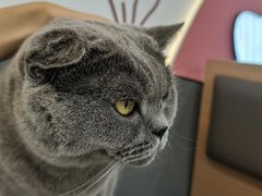 -喵园·猫主题咖啡厅·撸猫·猫咖(国贸店)