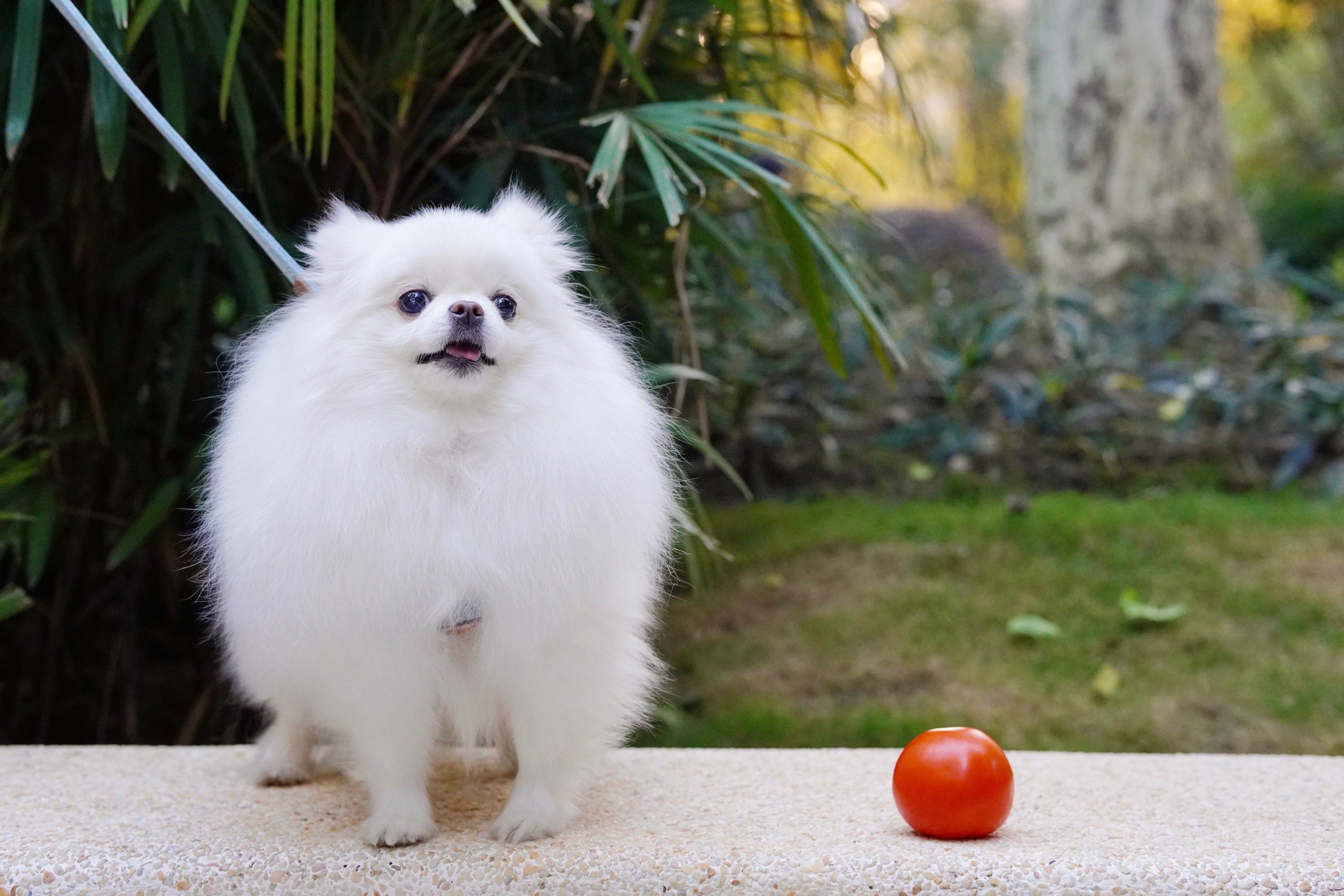让我抗抗是谁家小博美还没拥有银杏大片