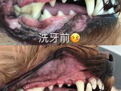 -BABYDOG宝贝狗宠物乐园(欧洲城店)