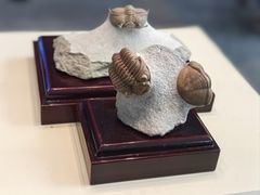 -上海自然博物馆