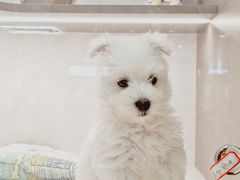 -翊宠yipet猫狗购宠庄园犬舍•猫舍