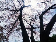 -九龙公园