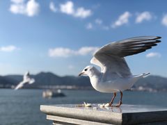 -海埂大坝