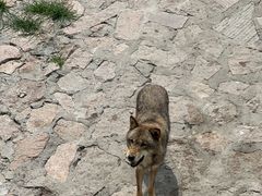 -西霞口神雕山野生动物世界