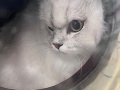 -瑞鹏宠物医院·骨科·猫科·内科(第一中心)