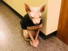 -猫色咖啡·猫咖