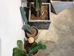 -收获咖啡HARVEST RESERVE(苍山店)