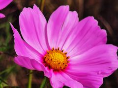 -紫海香堤香草艺术庄园