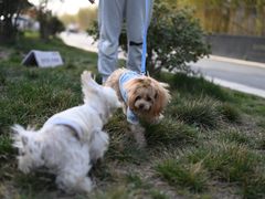 -西安京西宠物医院·瘫痪·疑难杂症