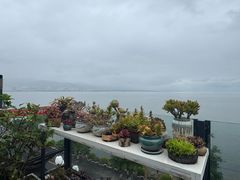 -野菌皇海景野生菌火锅(滨海大道店)