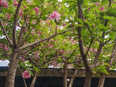 -西安国际创新人才交流中心•药浴温泉