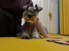 -心仪动物医院·牙专科·肿瘤·心脏科(西客站院)