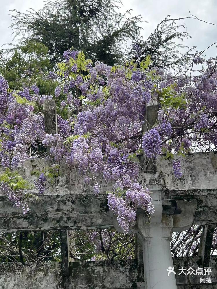 花长廊图片