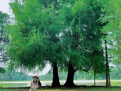 -南宁良凤江国家森林公园