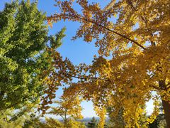 -北京西山国家森林公园