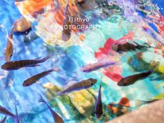 -泰国鱼疗足疗馆