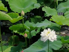 -荷塘月色湿地公园·向阳花洲