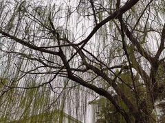 -桃花堤公园