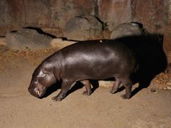 -清迈夜间动物园