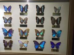 -上海昆虫博物馆