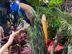 -正佳雨林生态植物园