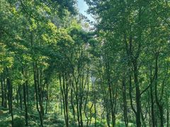 -广州市石门国家森林公园