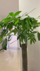 -丰联丽格医疗美容·联合丽格眼整形中心