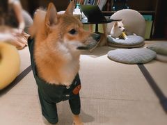 -逗柴咖啡屋·狗咖猫咖宠物桌游