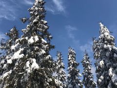 -武陵山森林公园