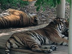 -石家庄市动物园