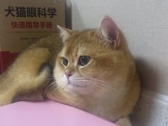 -瑞鹏宠物医院·眼科·皮肤·中兽医(大悦城分院)