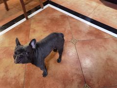 -more than meow吴止猫主题餐厅(承德 中船汇店)