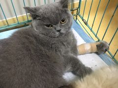 -瑞派天宁宠物医院·猫科·异宠中心