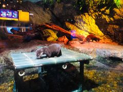 -暹罗海洋世界