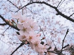 -武汉大学-樱园