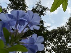 -东莞植物园