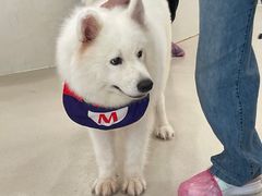 -共舞时光猫咖·狗咖(新街口店)