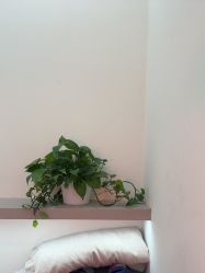 点击看大图 -苗方清颜专业祛痘·皮肤管理