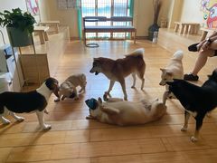 -喜柴咖啡·柴犬狗咖