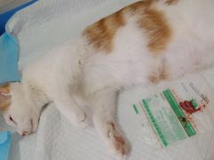 -灵美宠物诊所