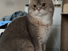 -东方名猫馆·英短金渐层布偶猫舍(环线广场1号楼店)