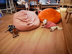 -南京Hallo宠物乐园·哈罗犬舍·柴犬繁育基地