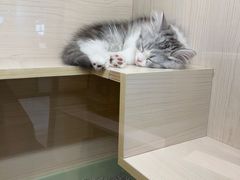 -屋虎猫馆(宝安大仟里店)